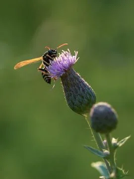 Wasp on a thistle flower Stock Photos