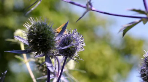 Wasp on thistle long Stock Footage 34307189