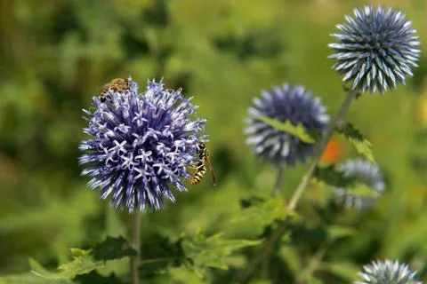 Wasp on the thistle Foto stock