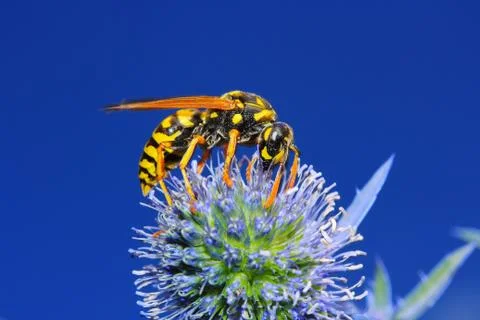 Wasp on Thistles Stock Photos