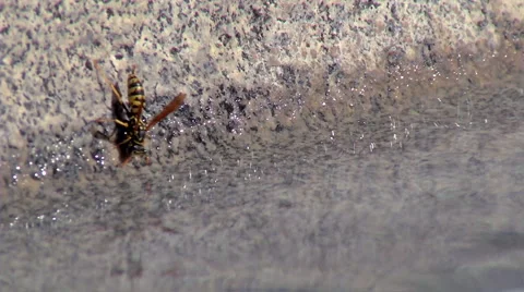 Wasp touching water#2 Stock Footage 48049588