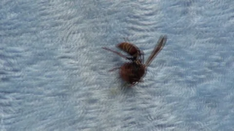 Wasp on a towel close up Stock Footage 8827499