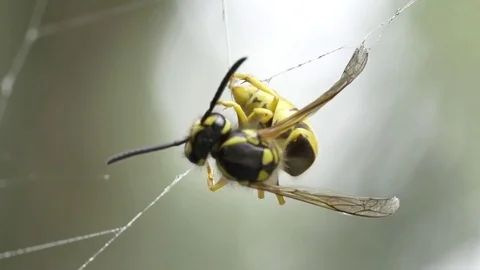 Wasp in the trap Stock Footage 80960575