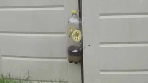 A wasp trap made from lemonade bottle and sugar water. Wasps inside Stock Footage 137905859