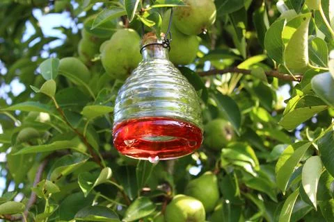 Wasp trap on a pear tree Stock Photos