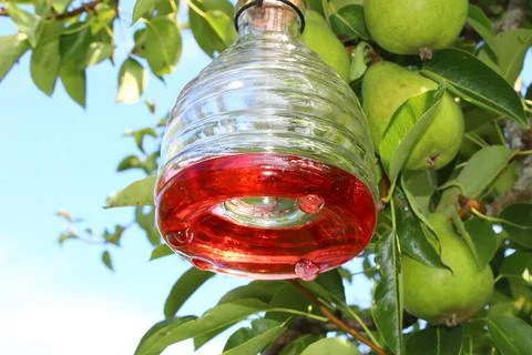 Wasp trap on a pear tree Stock Photos