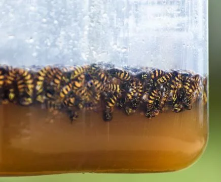Wasp Trap Stock Photos
