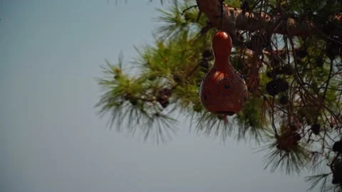 Wasp trap on a pine tree. Stock Footage 165935709