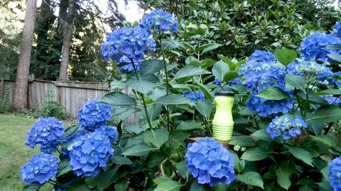 Wasp trap sitting with hydrangias blooming in yard Stock Footage 117929468