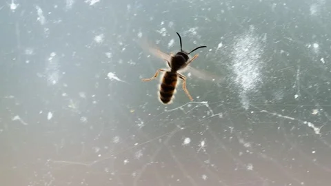 A Wasp trapped behind a window in a bird... | Stock Video | Pond5