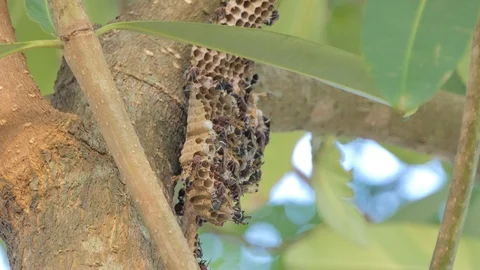 Wasp on tree. Stock Footage 104144487