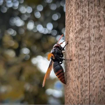 Wasp on a tree Foto stock