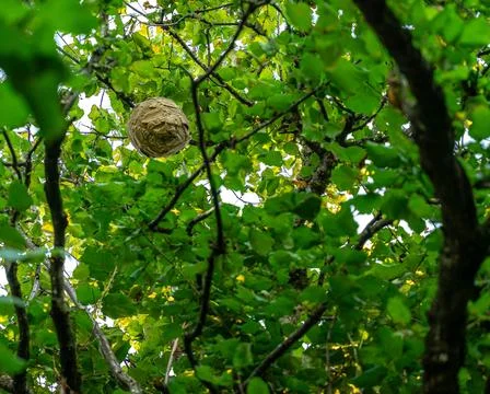 Wasp in the tree Stock Photos