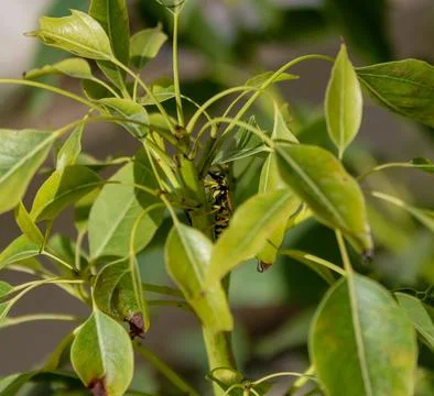 A wasp on a tree Stock Photos