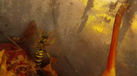 Wasp Try Fly Out Bucket With Pears Macro Stock Footage 67190126