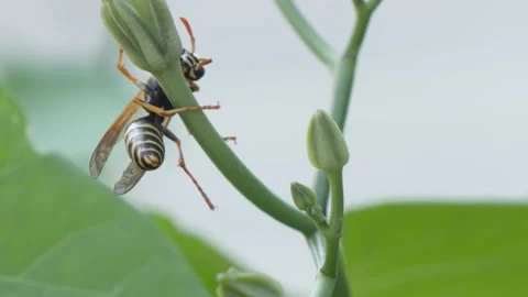 Wasp trying to drink nectar out of a closed flower in slowmotion. Stock Footage 159543164