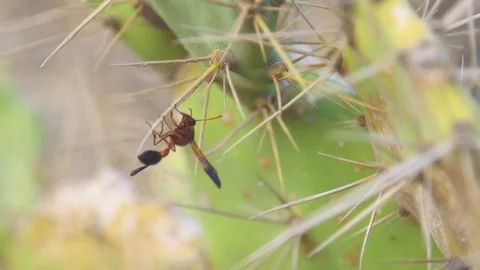 Wasp on twig Stock Footage 85816240