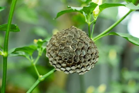 Wasp using the nesting materials in her mouth but no pollen Foto stock