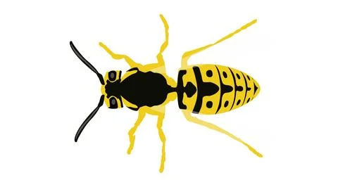 Wasp vector illustration Ilustración de archivo