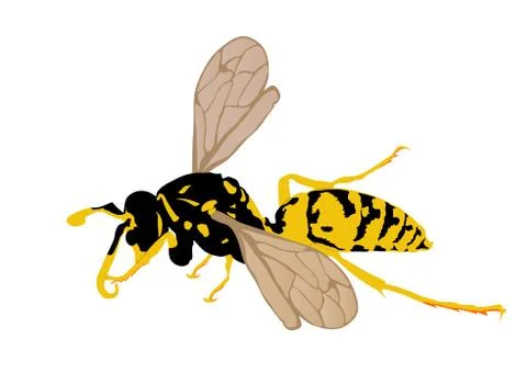 Wasp vector illustration isolated on white background Illustrazione stock