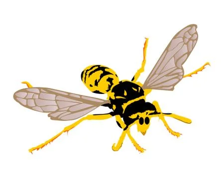 Wasp vector illustration isolated on white background Stock Illustration