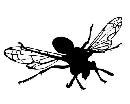 Wasp vector silhouette illustration Illustrazione stock