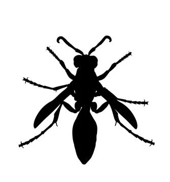 Wasp vector silhouette illustration isolated on white Stock Illustration