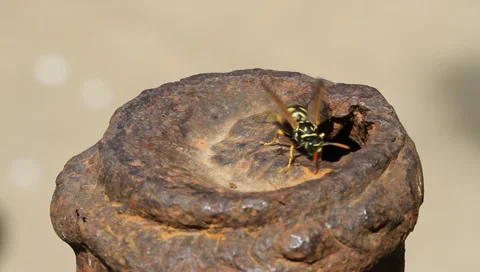 Wasp, Vespula germanica 動画素材 11149650