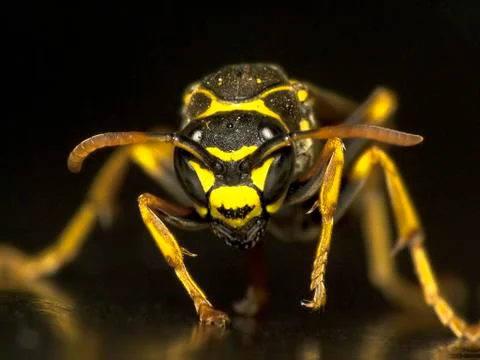 Wasp (Vespula sp.) Stock Photos