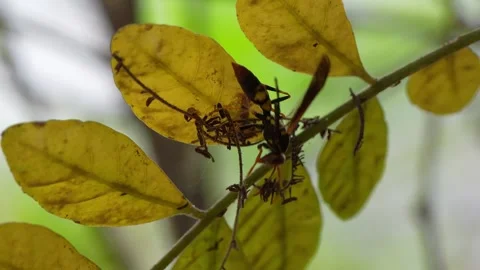 Wasp visiting leaf Vídeo Stock 347994390