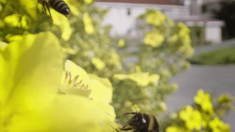 Wasp vs Bee Stock Footage 249417575