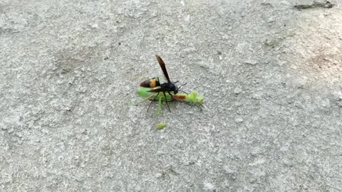 Wasp vs grasshopper Video stock 209147412