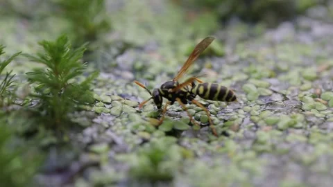 Wasp walking on green algae and getting ready to take off Stock Footage 282237357