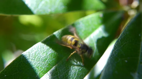 Wasp walking on green leaf Video stock 40132494