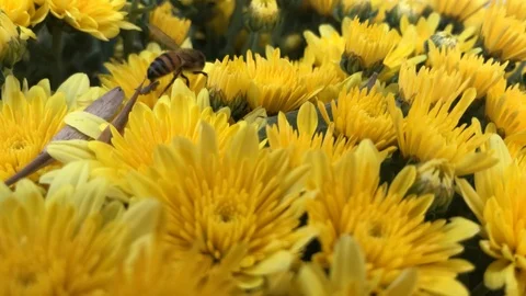 Wasp walking on a yellow mum Stock-Footage 97203099