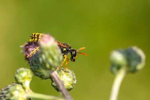 The wasp walks on a thistle flowe Foto stock