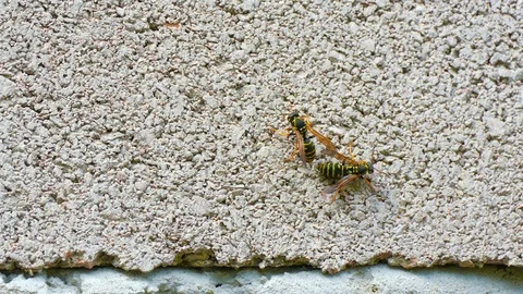 Wasp on the wall texture Stock-Footage 123584669