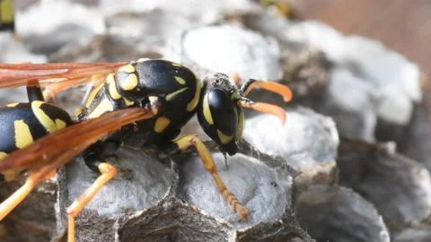 WASP, wasp nest, eggs, parental care, Gran Paradiso National Park Stock Footage