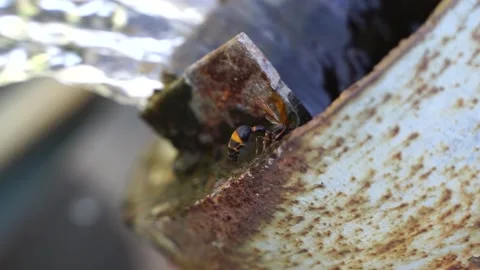 Wasp wasp by the pipe Stock Footage 144544592