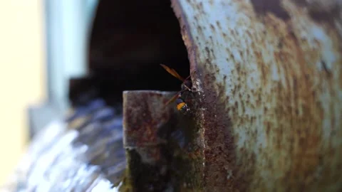 Wasp wasp by the pipe Stock Footage 144544621