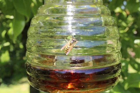 A wasp on a wasp trap Stock Photos