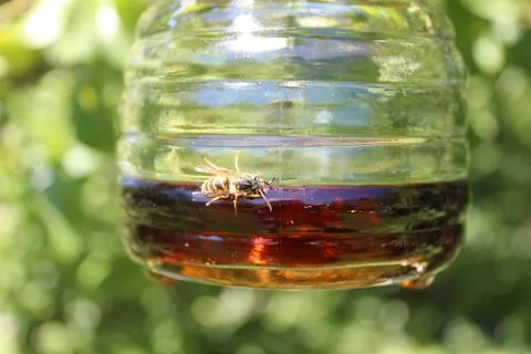 A wasp on a wasp trap Foto stock