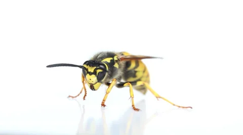 Wasp on a white background Stock Footage 37202799