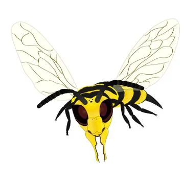 Wasp on white background 스톡 일러스트