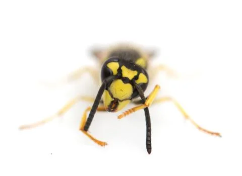 Wasp on a white background. macro Stock Photos