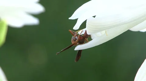 Wasp on white flower Stock Footage 8517060