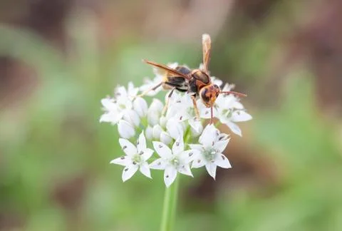 The wasp of the white flower Stock Photos