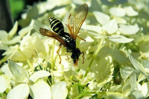 Wasp on white hydrangea flowers. Pollination of plants in the summer in the f Stock Photos
