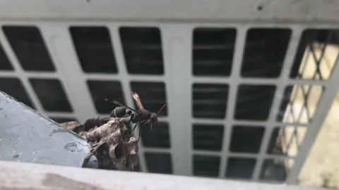 Wasp by the window Stock Footage 140768105