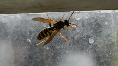 Wasp on the window Stock Footage 256052615
